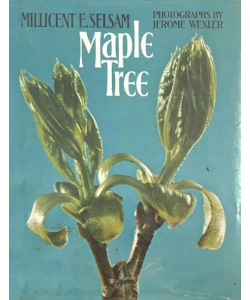 Maple Tree